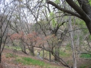PICTURES/Ramsey Canyon Inn & Preserve/t_Ramsey Preserve - Trees.JPG